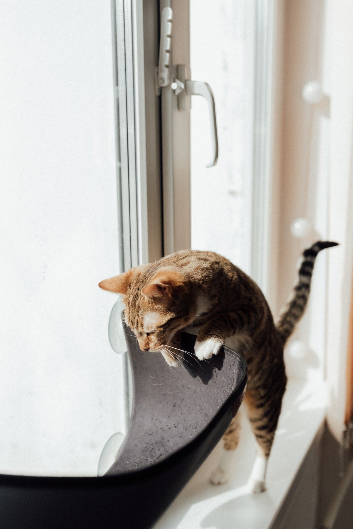 Cat Supplies