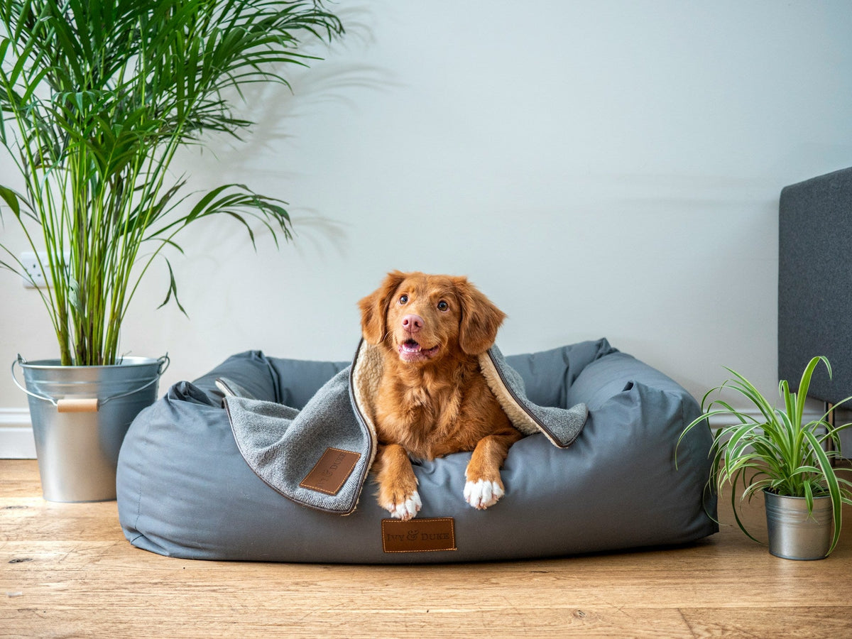 Pet Beds