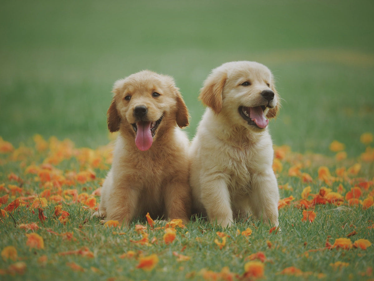 Dog Supplies