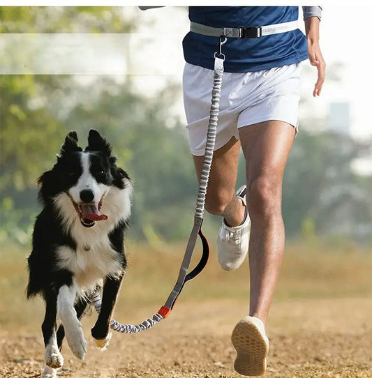 Adjustable Waist Dog Leash Featuring Durable Reflective Bungee Design